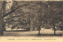 La Solitude - 64 avenue de Paris - Versailles (S.-et-O.) - Un sous-bois du Parc. F. David, photo.