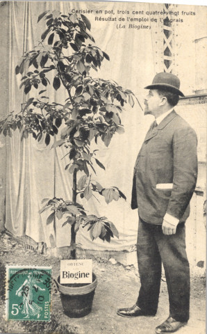 G. Truffaut - Cerisier en pot, trois cent quatre-vingt fruits - Résultat de l'emploi de l'Engrais (la Biogine). Hélio. A. Bourdier, Versailles