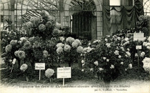 Exposition des fleurs de Chrysanthèmes obtenues grâce à l'engrais (La Biogine) par G. Truffaut - Versailles. Héliotypie Bourdier-Faucheux, Versailles